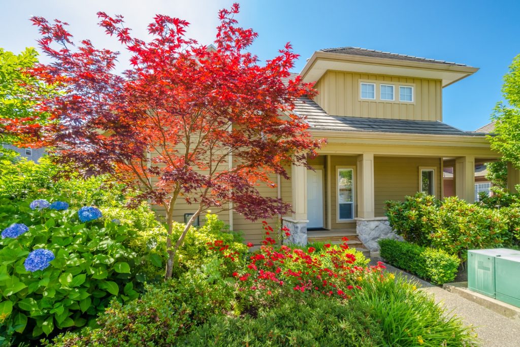 A vibrant red Japanese maple creates a focal point for a mixed foundation planting around a modern home.