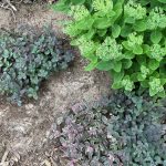 How to Improve Sandy Soil to Grow Healthier Plants