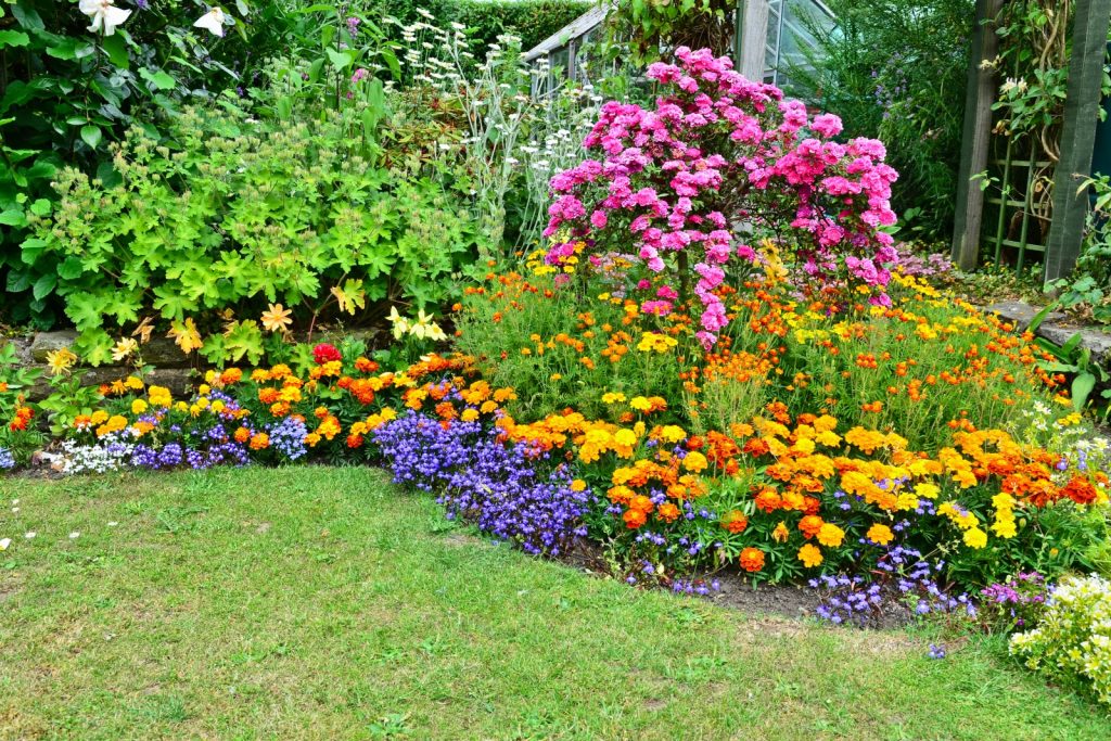 Blue lobelia contrast with orange and yellow marigolds around a pink flowering tree growing win a foundation planting.