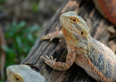 Herbs for Bearded Dragons: Help Keep Your “Beardie” Happy and Healthy!