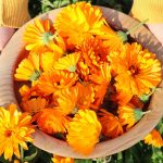 How to Grow and Use Calendula Flowers