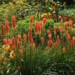 50 Plants with Orange Flowers to Energize Your Outdoor Spaces