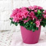 12 Tips for Growing Healthy Potted Azaleas