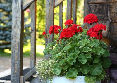 60 Red Flowers for Show-Stopping Garden Designs