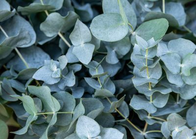 Florist Silver Dollar Plant ‘Baby Blue’ (Eucalyptus pulverulenta)