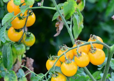 Cherry Tomato ‘Sweet Million Gold’ (Lycopersicon esculentum)