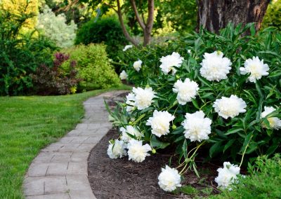 60 Plants with White Flowers to Create Tranquil Garden Spaces