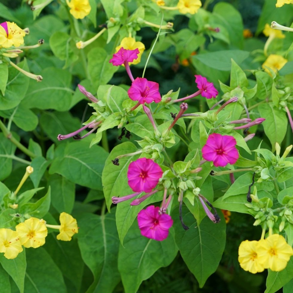 75 Red Four O'Clock Flower Seeds - Mirabilis Jalapa Heirloom Non-GMO