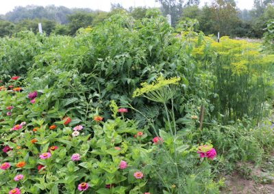 Trap Crops Help Protect Your Favorite Plants from Insect Pests