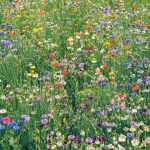 How to Grow a Mini Meadow Garden