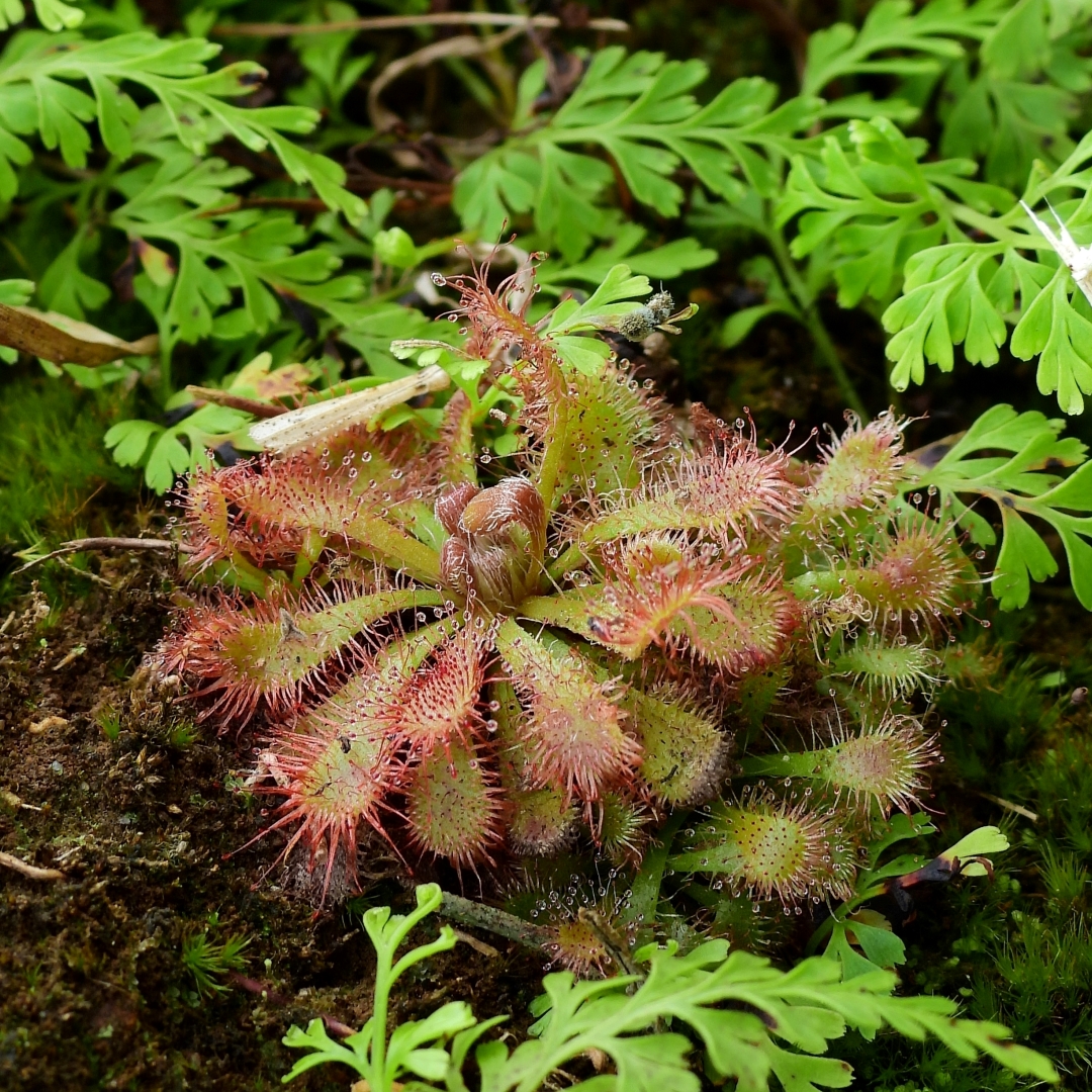 Sundew Drosera Species MyGardenLife Sundew Drosera Species MyGardenLife