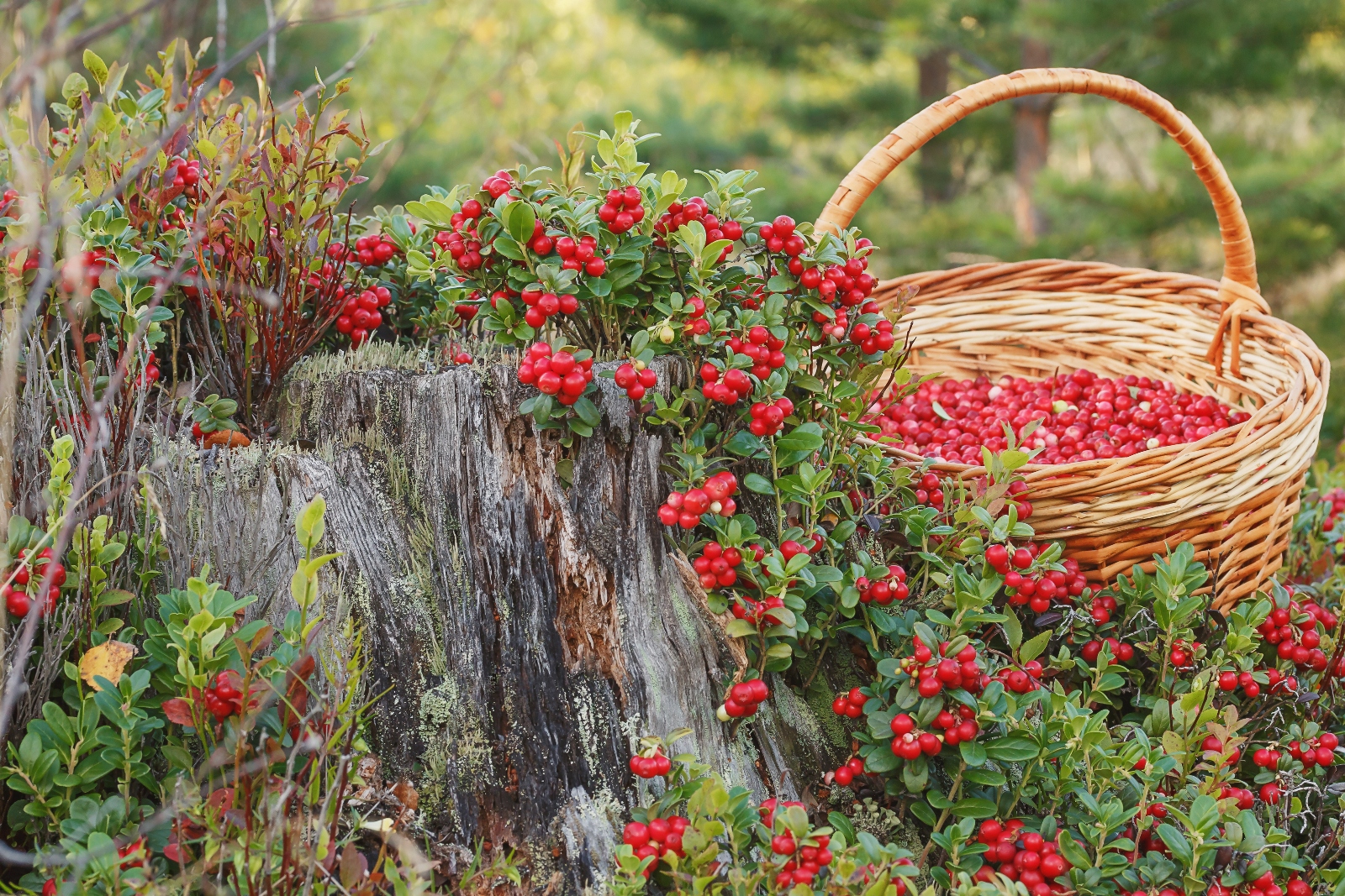 Lingonberries by a stump Lingonberry shrub growing next to stump loaded with red berries.