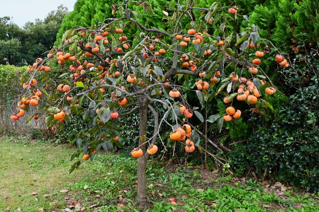 Guide to Growing Persimmons - MyGardenLife