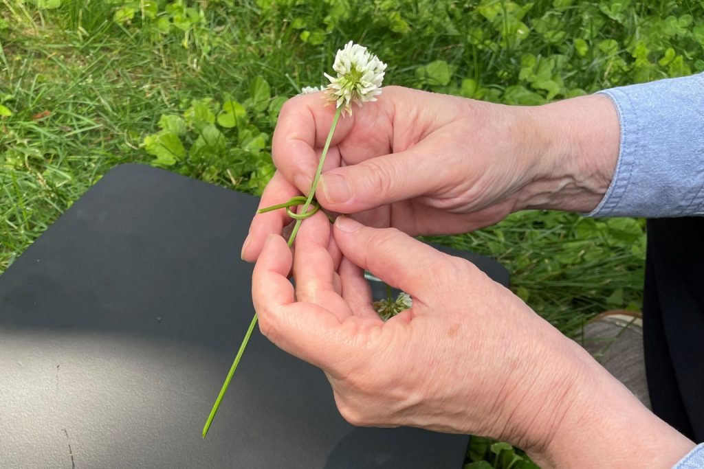 Hands joining two clover flower stems together to make a chain.