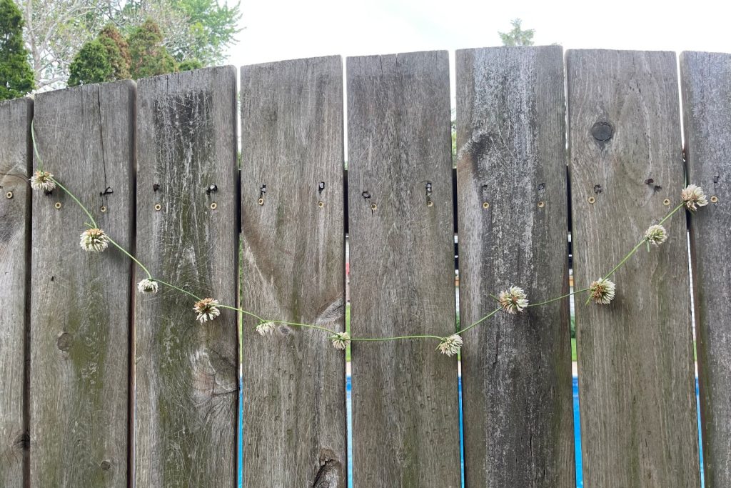 A clover flower chain hanging on a rustic wooden fence.