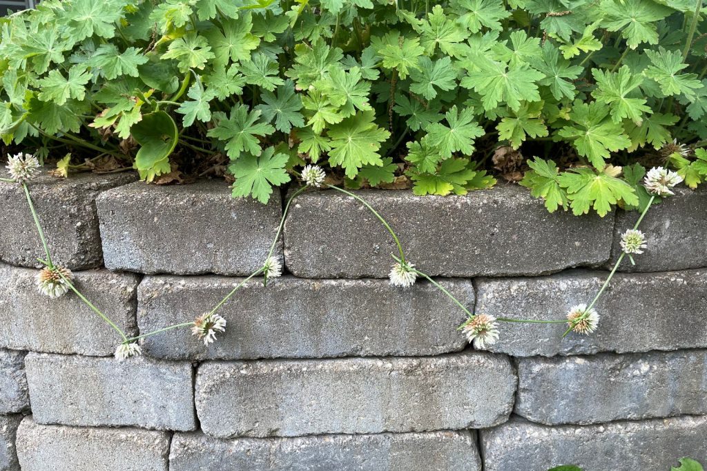 A clover flower chain draped along a stone block wall