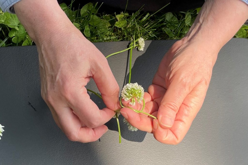 Hands tying off the ends of a clover flower chain to make a necklace.