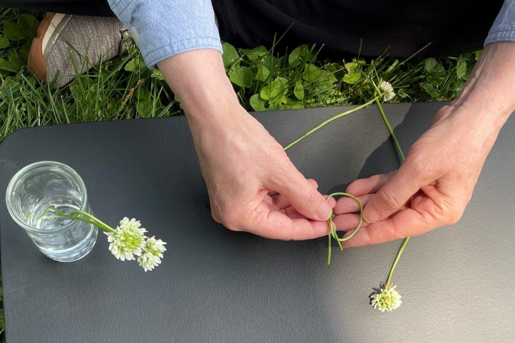 Hands making a loop with the stem of a clover flower,.