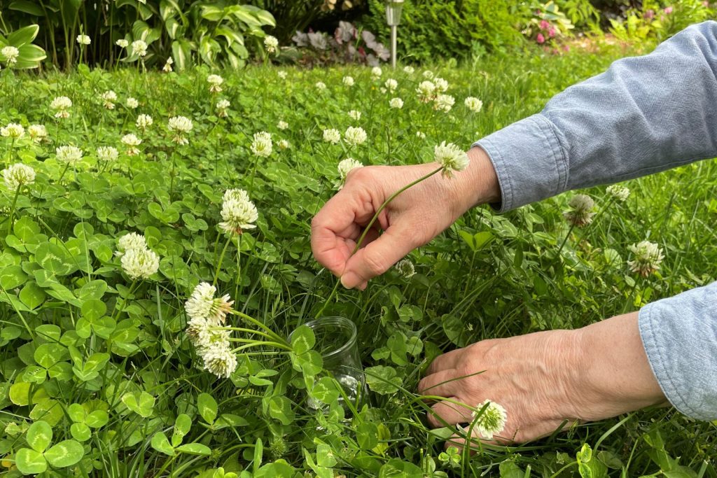 Woman collecting clover flowers in a clover patch to use for making a clover flower chain.