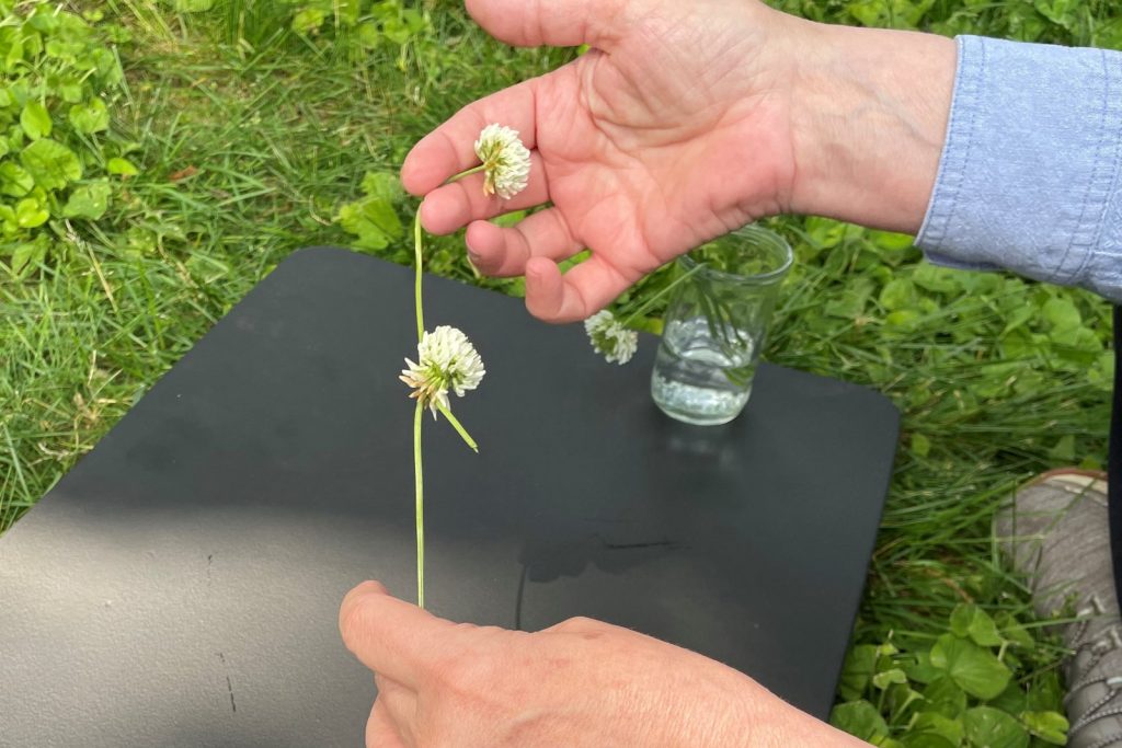 Hands displaying a chain made from clover flowers.