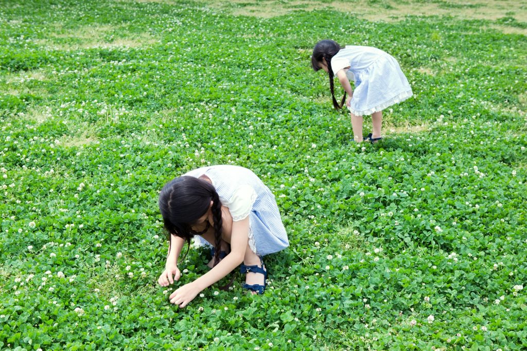 Young girls picking clover flowers in a clover lawn.
